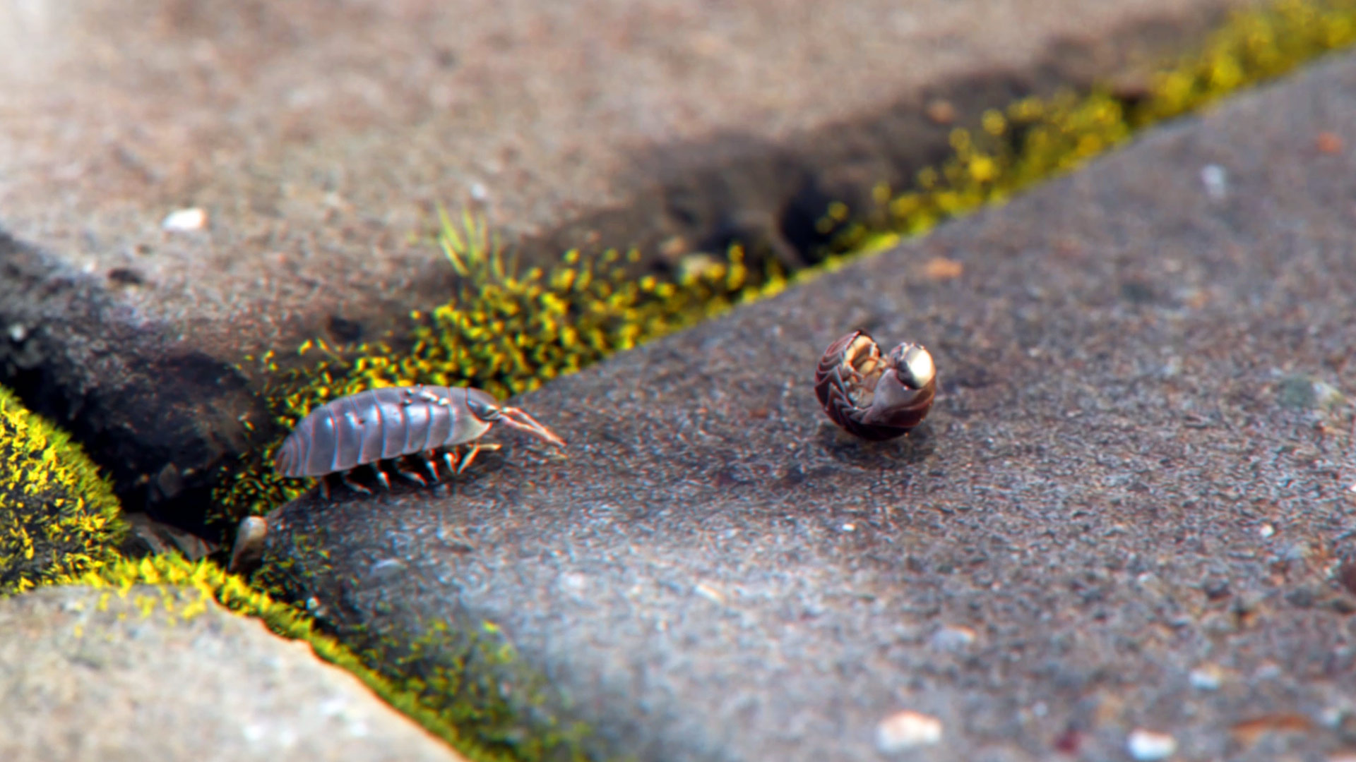 A still image taken from a 3D animation called ‘Creepy Crawlers’. It shows a bunch of Isopods crawling around. created by Fictionizer.tv. Een afbeelding uit een 3D Animatie met de naam ‘Creepy Crawlers’. Het laat een aantal rondkruipende pissebedden zien. Gemaakt door Fictionizer.tv.