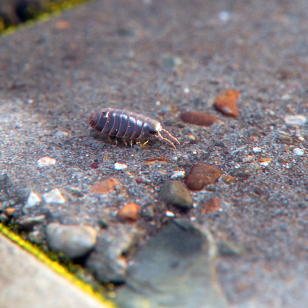A still image taken from a 3D animation called ‘Creepy Crawlers’. It shows a bunch of Isopods crawling around. created by Fictionizer.tv. Een afbeelding uit een 3D Animatie met de naam ‘Creepy Crawlers’. Het laat een aantal rondkruipende pissebedden zien. Gemaakt door Fictionizer.tv.